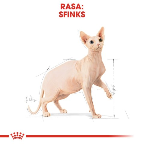 ROYAL CANIN FBN Sphynx Adult - sucha karma dla dorosłego kota - 2kg ROYAL CANIN FBN Sphynx Adult - sucha karma dla dorosłego kota - 2kg
