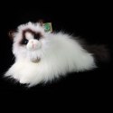 Rappa - Pluszowa realistyczna maskotka Kot Ragdoll leżący 35 cm Eco-Friendly