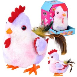 Dreptająca KURA Grażyna kukuryku! - pieje i macha skrzydłami ZA6018